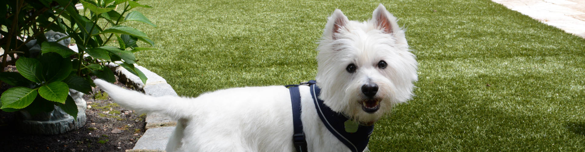 Jacksonville Pet Turf Maintenance