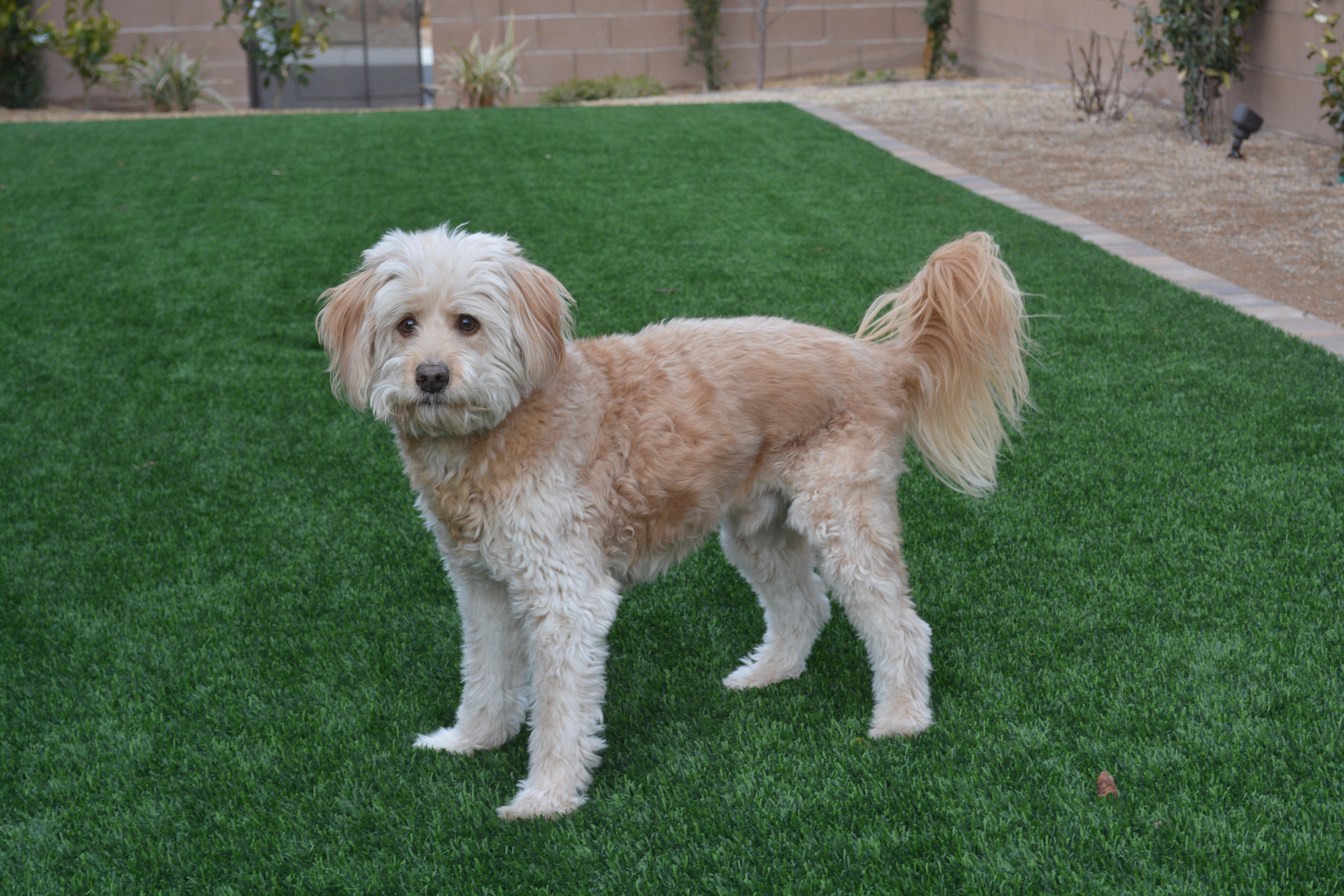 Jacksonville artificial grass landscaping