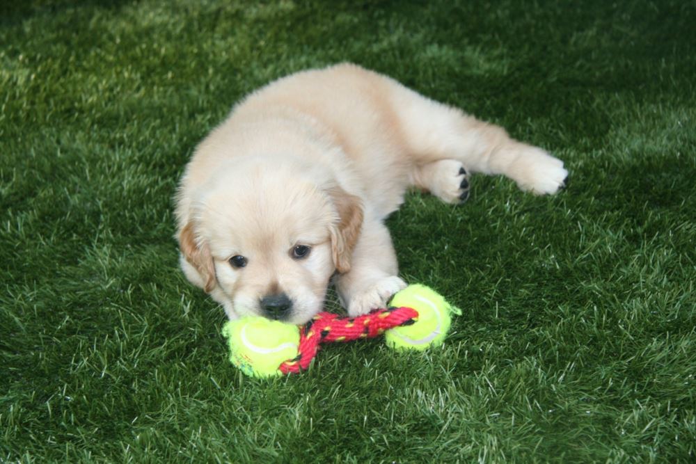 Golden retriever puppy chewing a toy while lying on fake grass for dogs, showing a soft, durable, pet-friendly artificial lawn surface.