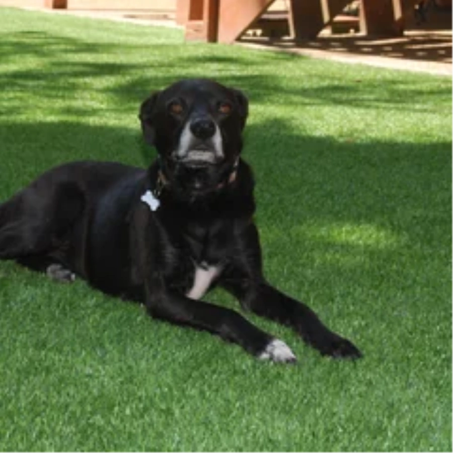 Black dog resting on a pet-friendly Jacksonville artificial turf backyard lawn