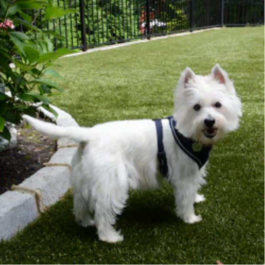 Pet Turf for Multi-Family Properties and Dog Parks in Jacksonville