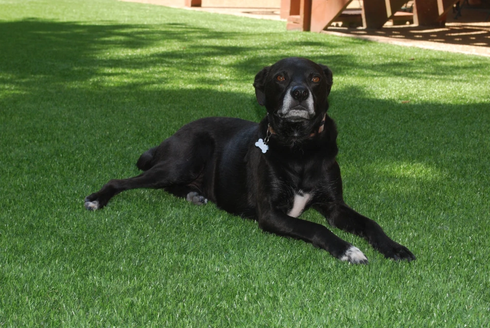 Black dog resting on a pet-friendly Jacksonville artificial turf backyard lawn